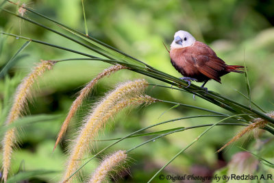 White-headed Munia on Grass