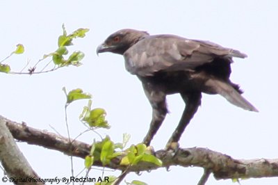 Changable Hwak-Eagle dark morph