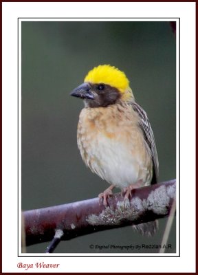 Baya Weaver (Ploceus philippinus)