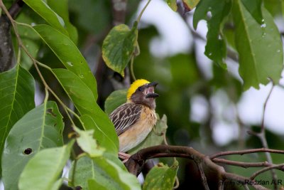 Baya Weaver_Male