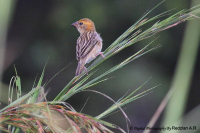 Female Baya Weaver