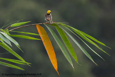 BayaWeaver-Preening