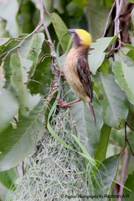 Baya Weaver nesting material