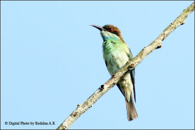 Bee Eater