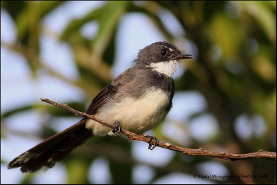 Pied FanTail