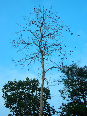 Glossy Starling  Tree