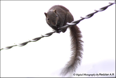 Horse-tailed Squirrel