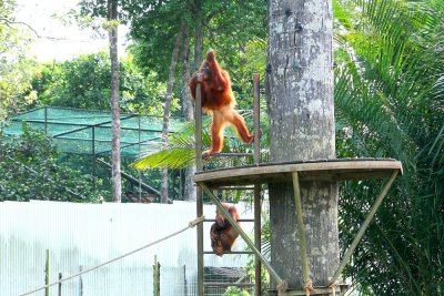 Orang Utan at Bukit Merah