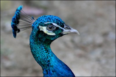 Peacok