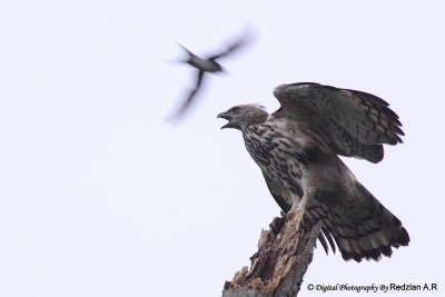 Changeable Hawk Eagle
