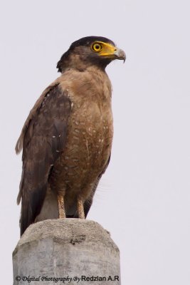 Eagle