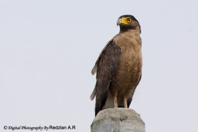 Eagle2