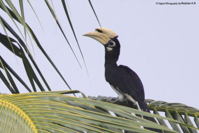 Male PiedHornBill