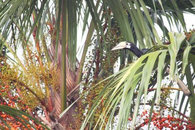Pied HornBill_fruits