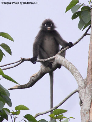 Lotong - Dusky Leaf Monkey