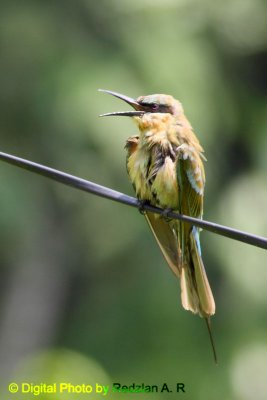 Blue-tail BeeEater