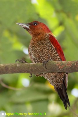 Rufous Woodpeckers