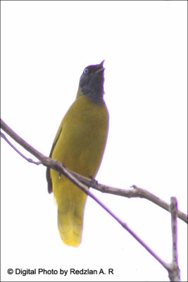 Black_Bulbul