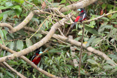 Black_RedBroadBill