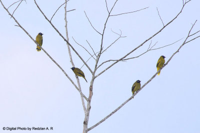 Black head Bulbul