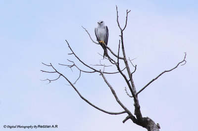 Black-shouldered Kite