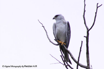 Black-shouldered Kite