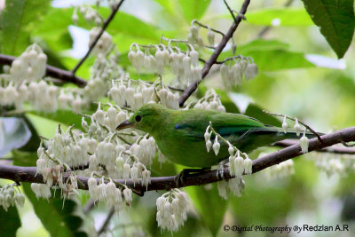 Leafbird3.jpg