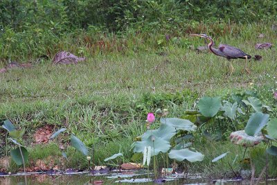 Pond HeronLake