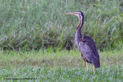 Purple Heron