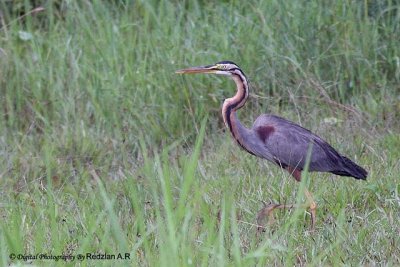 Purple Heron
