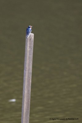 Swallow on Pole.