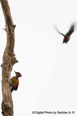 Flame Back Wood Pecker