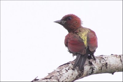 Wood Pecker