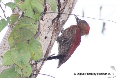 Wood Pecker