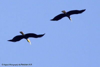 Wreathed Hornbill.jpg