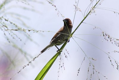 Munia