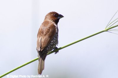 Munia
