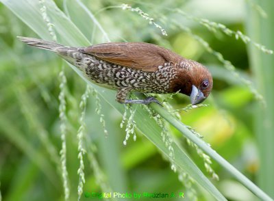 Munia