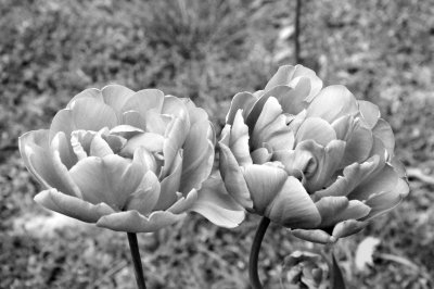 No Color