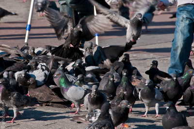 Pigeons at Market Square