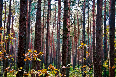 A Killing Forest, Lopochova