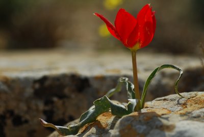 Desert Bloom-Borot Lotz בורות לוץ 