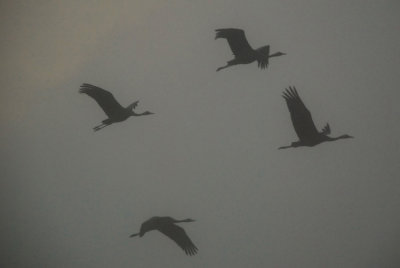 20101225_2644.JPG