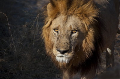 Lion Botswana