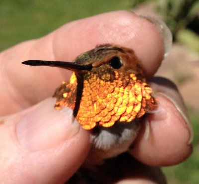 Adult Male Rufous