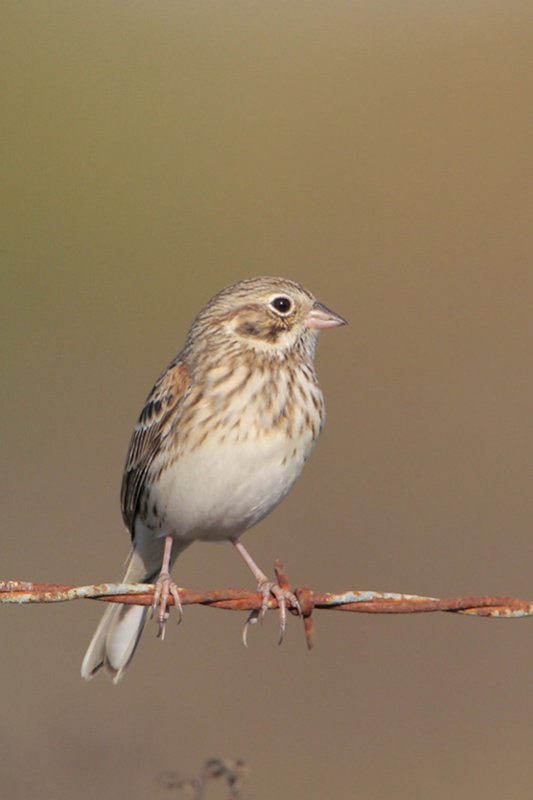 Vesper Sparrow