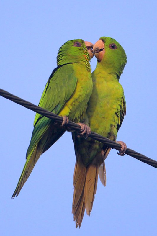 Green Parakeet