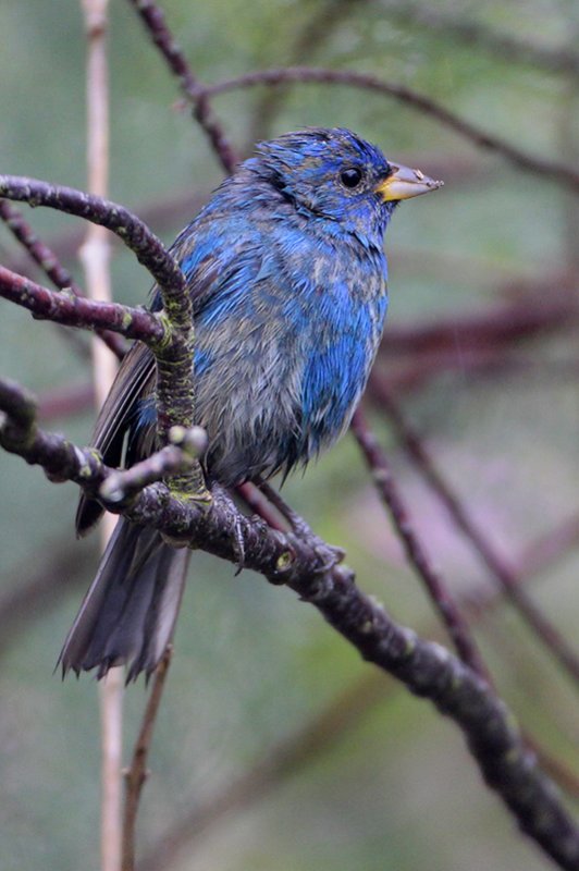 Indigo Bunting