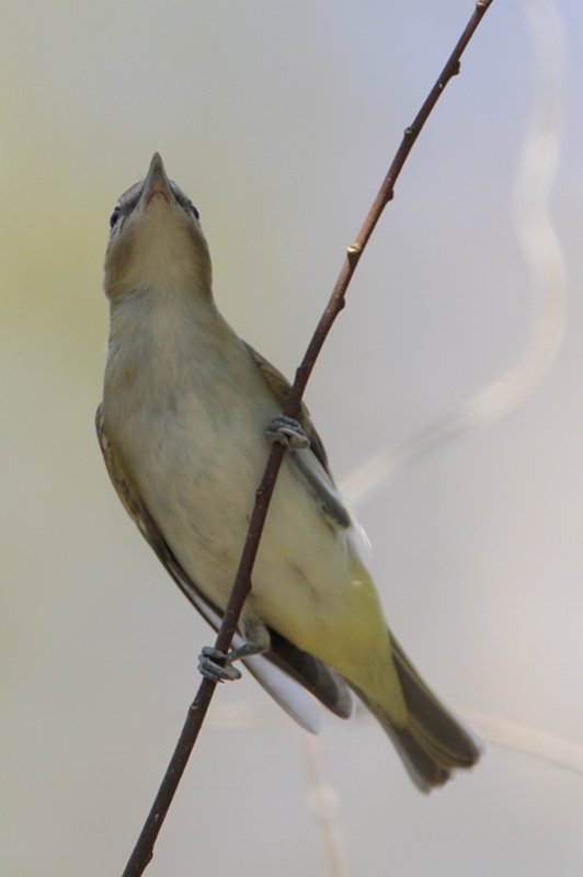 Red-eyed Vireo