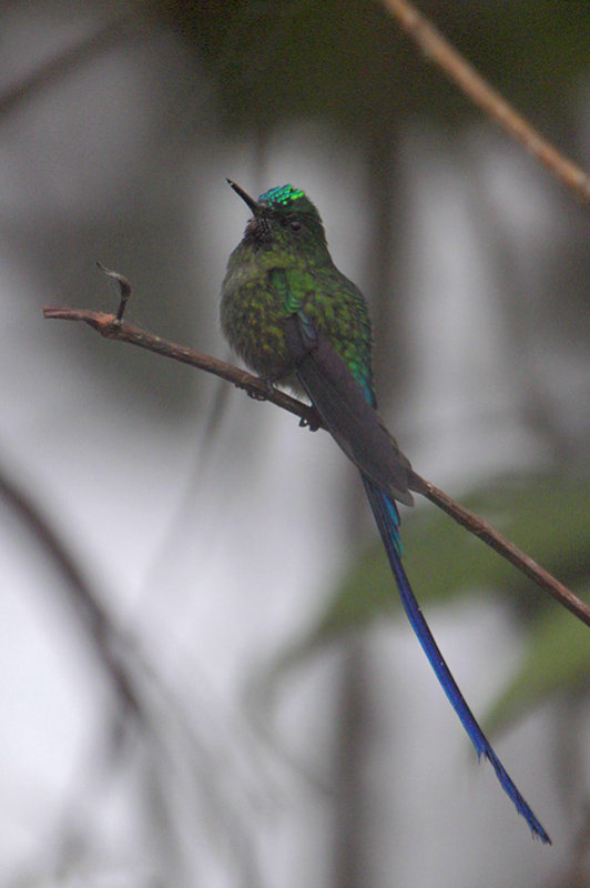 Venezuelan Sylph